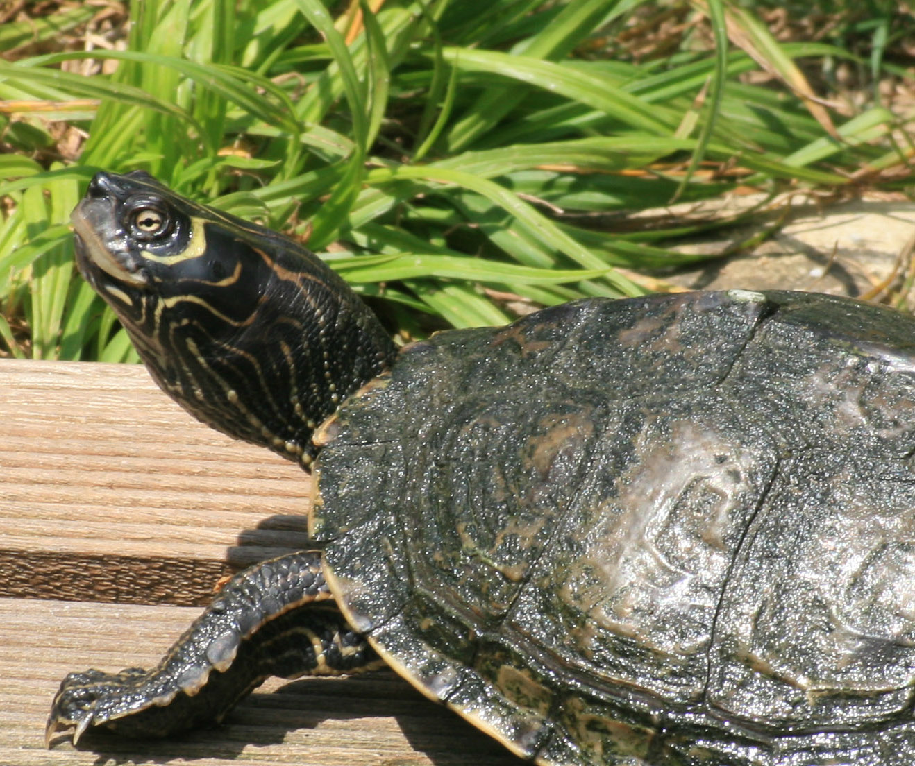 Mississippi Zaagrug  (R. Jooris)